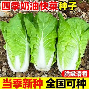 奶油快菜种子20天成熟耐热耐高温四季速生高产小白菜种子蔬菜种子