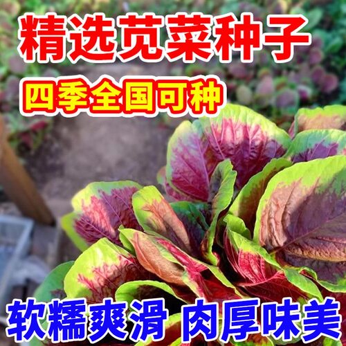 【割完又长】红苋菜种子大叶四季播大圆叶苋蔬菜籽阳台盆栽野菜籽