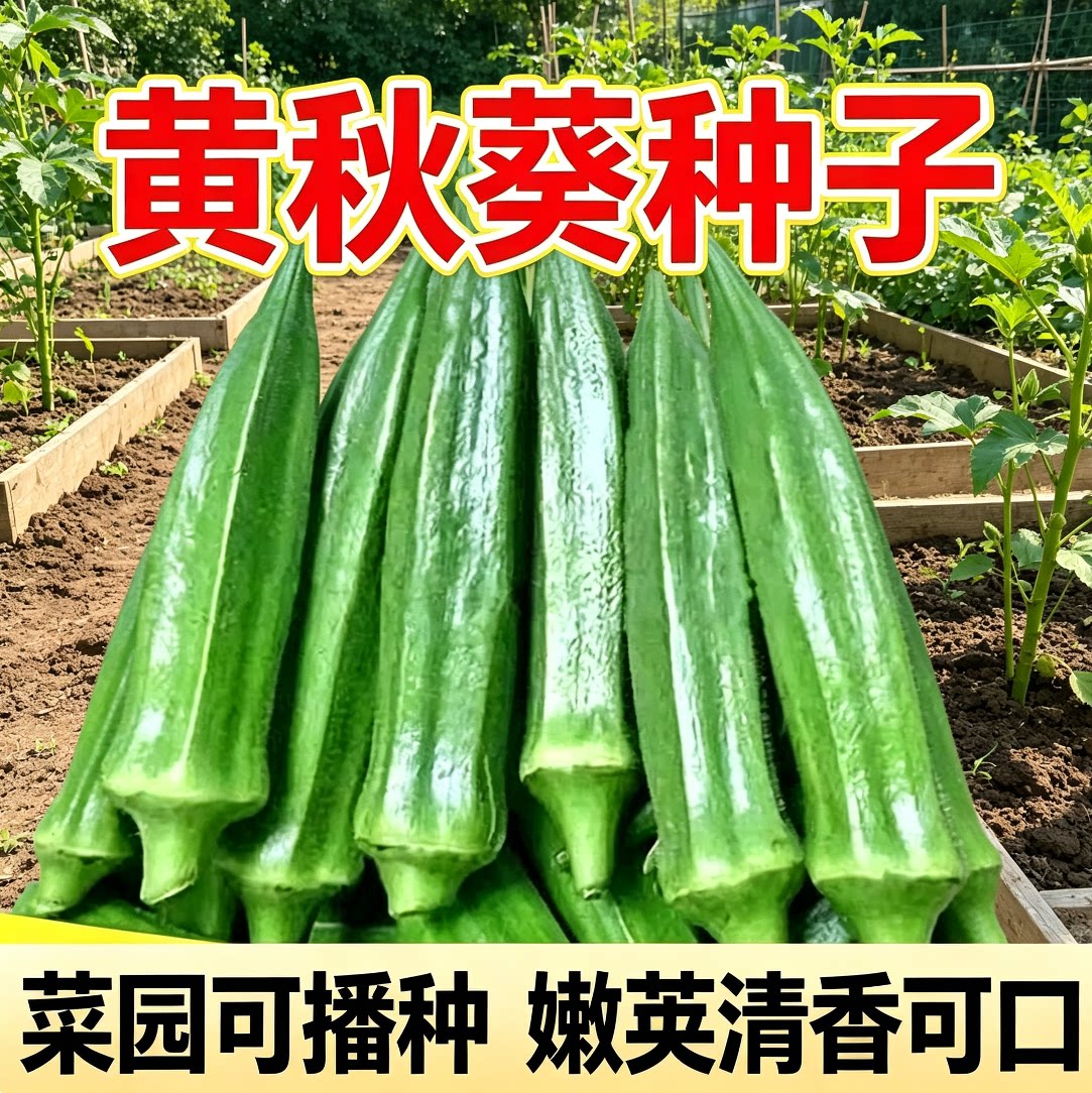 水果秋葵不易老黄秋葵可生吃的奶油秋葵农家种植新鲜时令蔬菜包邮