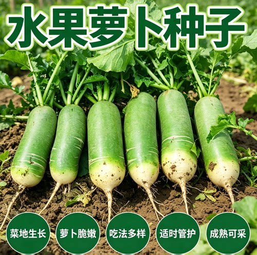 水果萝卜种子沙窝萝卜种籽凤梨冰糖心青萝卜四季种植蔬菜大全种孑