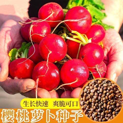 樱桃萝卜种子大全水果春秋樱桃萝卜菜籽四季种孑阳台盆栽蔬菜种籽