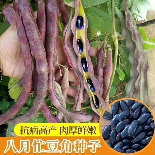八月忙豆角种籽耐寒耐热