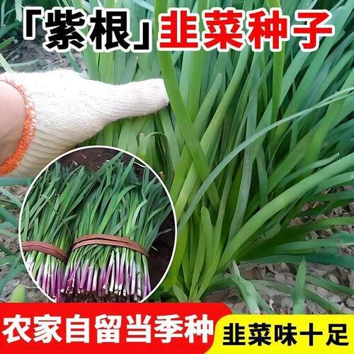 正宗紫根韭菜种子高产宽