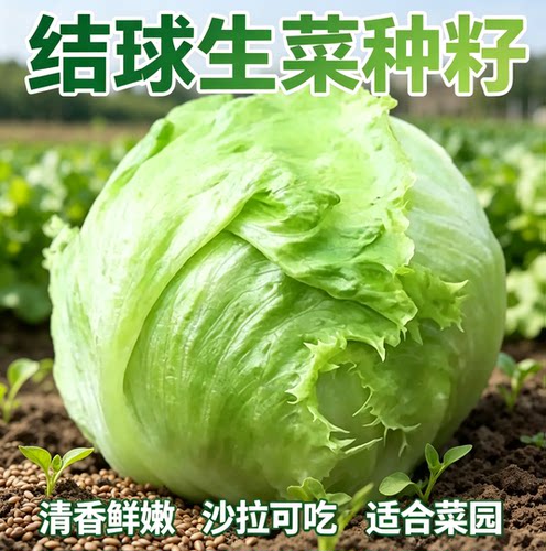结球生菜种子奶油圆生菜种籽西餐汉堡火锅用包心沙拉新鲜蔬菜圆西