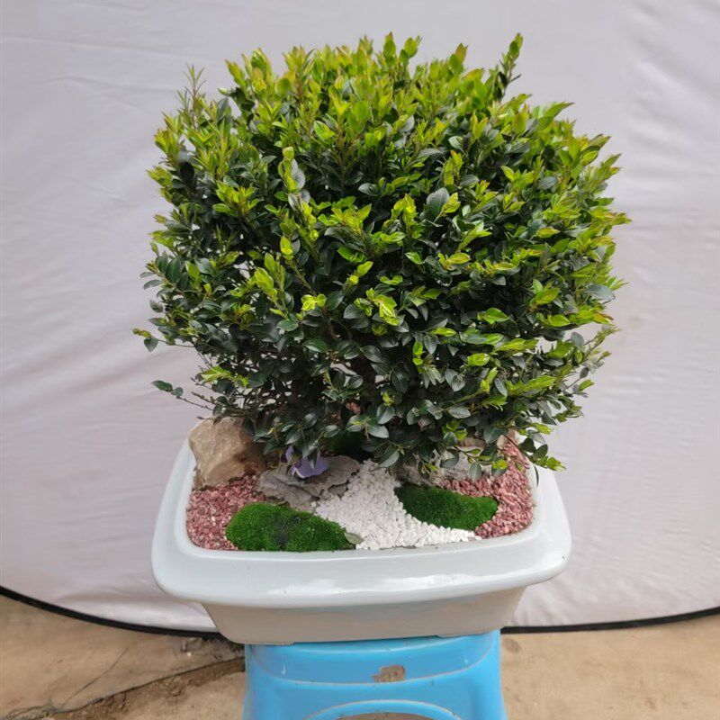 黑骨茶小叶紫檀盆景树桩室内外办公桌面绿植黑骨茶盆栽四季常青