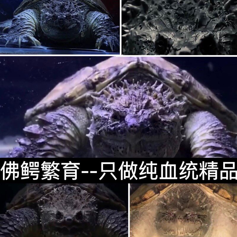 纯佛鳄龟受精蛋可孵化鳄龟乌龟蛋原种大鳄龟可孵化受精蛋套装