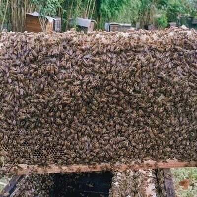 中蜂蜂群笼蜂出售带箱蜜蜂活群土蜂带开产王蜜蜂中华蜂种蜂授粉蜂