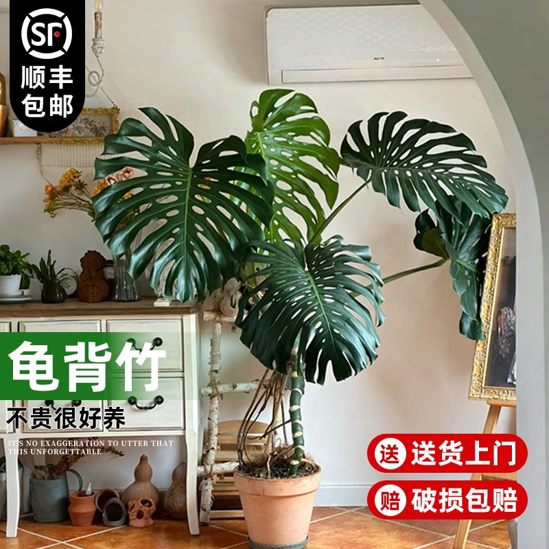 大叶老桩龟背竹室内客厅大盆栽植物客厅电视柜旁边大型绿植落地