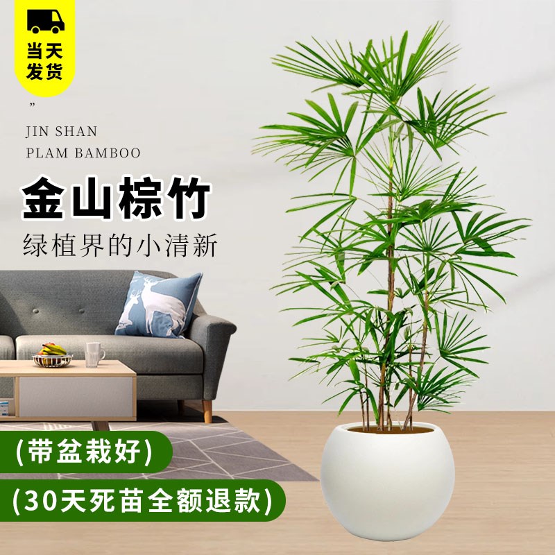 小叶棕竹客厅绿植室内落地真花大盆栽办公室大型植物花卉金山棕