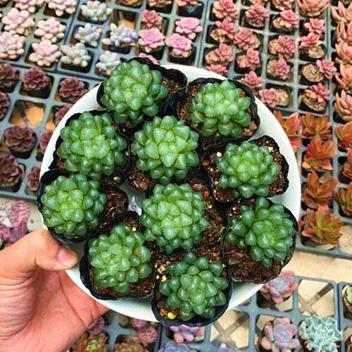 姬玉露 多肉植物批  十二卷属特价约3-5厘米6.5cm盆 实物拍摄