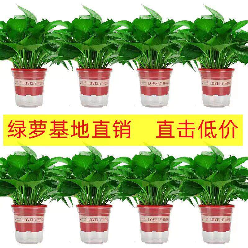 180大绿萝盆栽花卉水培长藤绿萝室内绿植小绿箩小盆栽