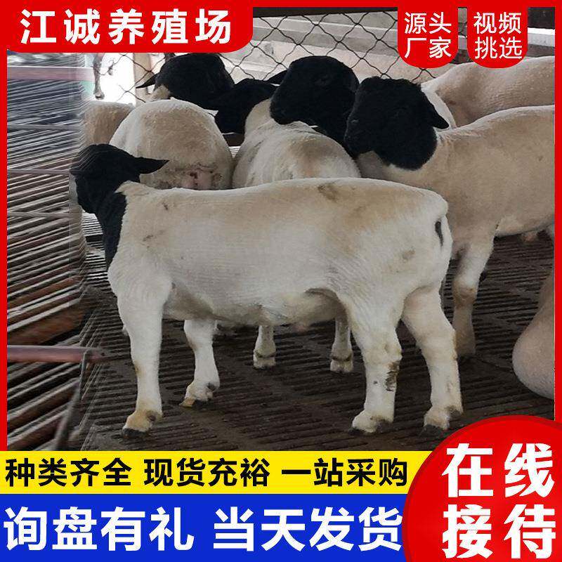 羊羔活羊纯种波尔山羊小羊活苗努比亚黑山羊种公羊波尔山羊苗
