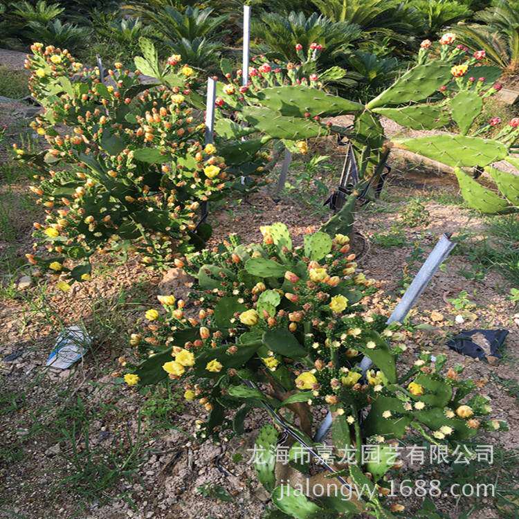 单刺团扇 仙人掌树 千本剑黄花仙人掌美洲热带沙漠 耐旱造景盆栽