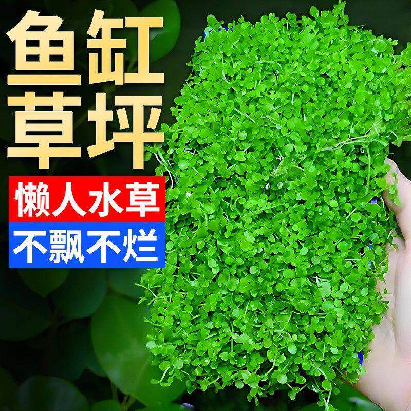 水草鱼缸专用造景摆件莫斯植物爬地矮珍珠日本趴地氧珍珠水草