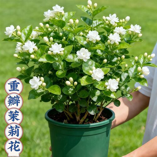 茉莉花盆栽带花苞水m培植物办公室内桌面花卉绿植水养鲜花四季开