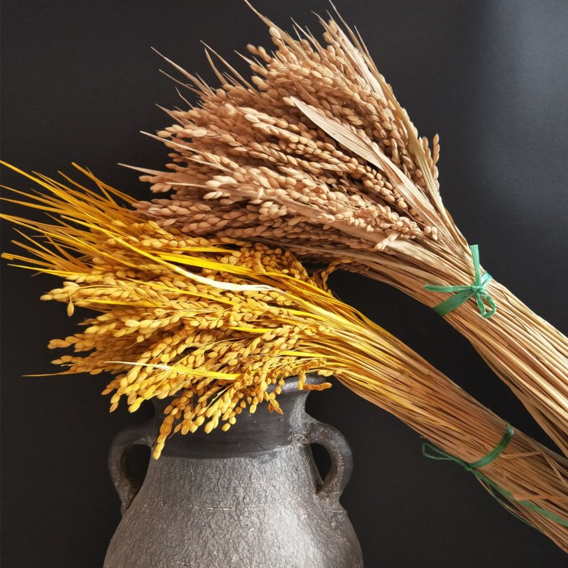 天然干稻穗稻谷麦穗干花稻穗拍摄 摄影道具橱窗装修W造景五谷丰登