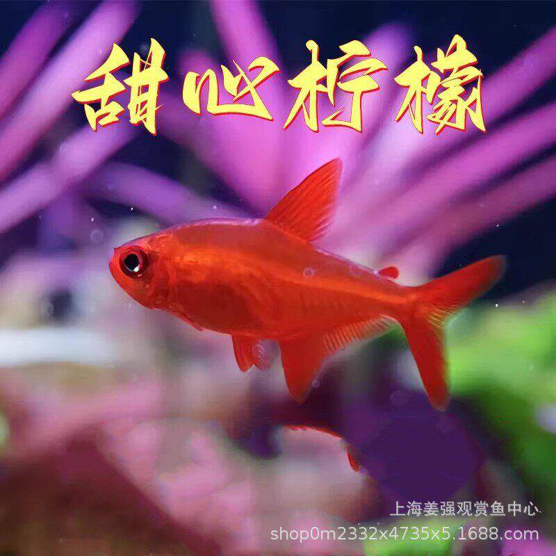 甜心柠檬灯南美热带鱼端灯鱼热带鱼群游草缸鱼稀有小型网红鱼