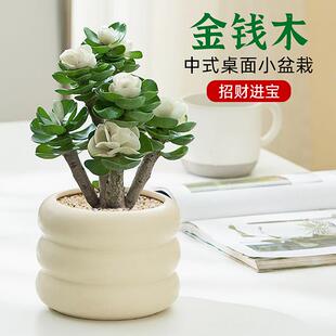 好养植物 金钱木盆栽老桩盆景四季 桌面办公室开花耐旱绿植小盆栽