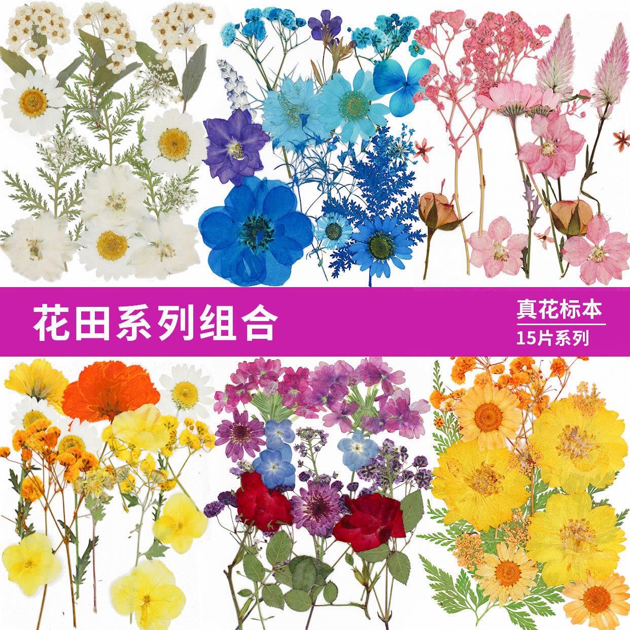 干花组合装真花材日本亚马逊热卖款押花相框香薰蜡烛书签材料15片