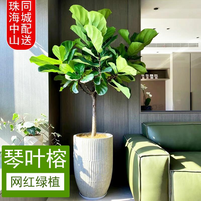 琴叶榕绿植盆栽室内大型落地网红植物客厅乔迁新居好养活珠海配送