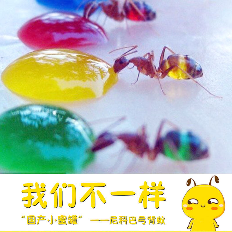 蚂蚁城堡超大巢穴送蚂蚁王国蚁后宠物蚂蚁沙堡蚁巢生态箱蚂蚁工坊
