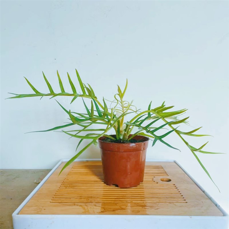 板植吉姆蕨眼镜蛇鸟巢蕨挂墙绿植苔藓蕨类植物盆栽水培垂吊壁挂