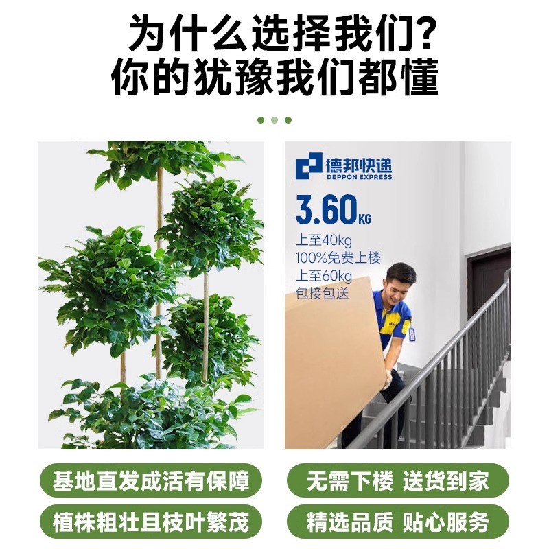 大型多层幸福树盆栽造型大老桩树室内植物客厅四季常绿花卉绿植