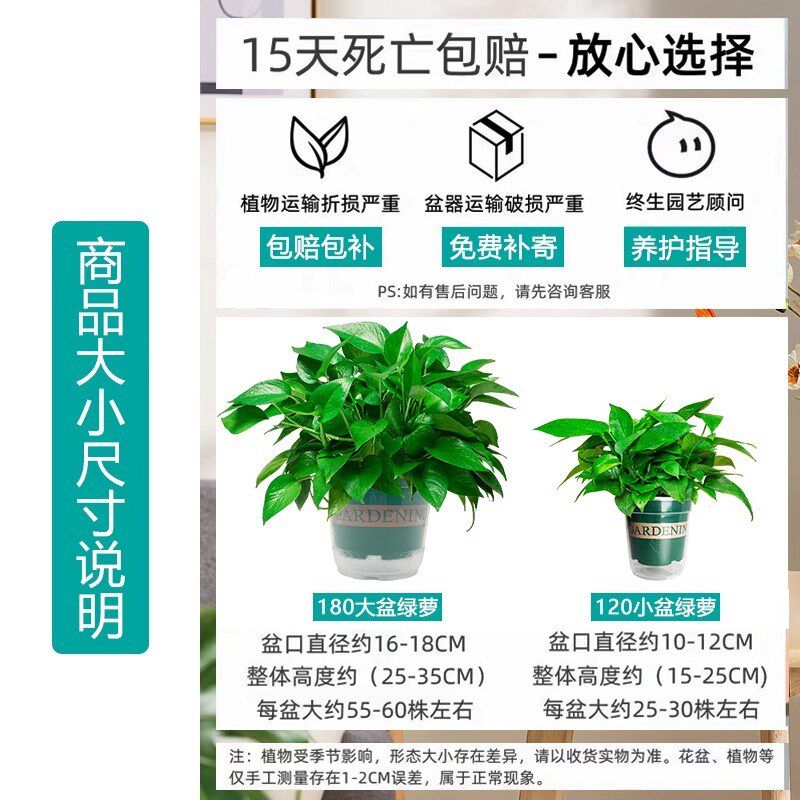新房绿萝盆栽室内植物净化空气吊兰绿植客厅大叶长藤绿箩家用花卉