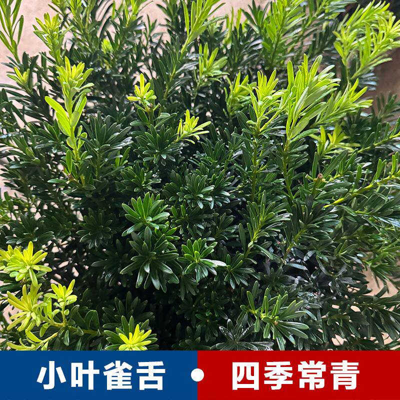 小叶雀舌罗汉松树苗矮桩矮霸老桩棒棒糖造型树迎客松庭院盆景绿植