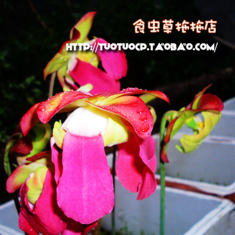 盆栽食虫植物瓶子草休眠 鳞茎 XL尺寸今年必开花赏花就买一颗吧!