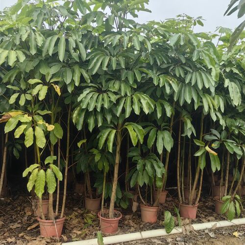 大叶伞多规格大型绿植盆栽室内室外好养