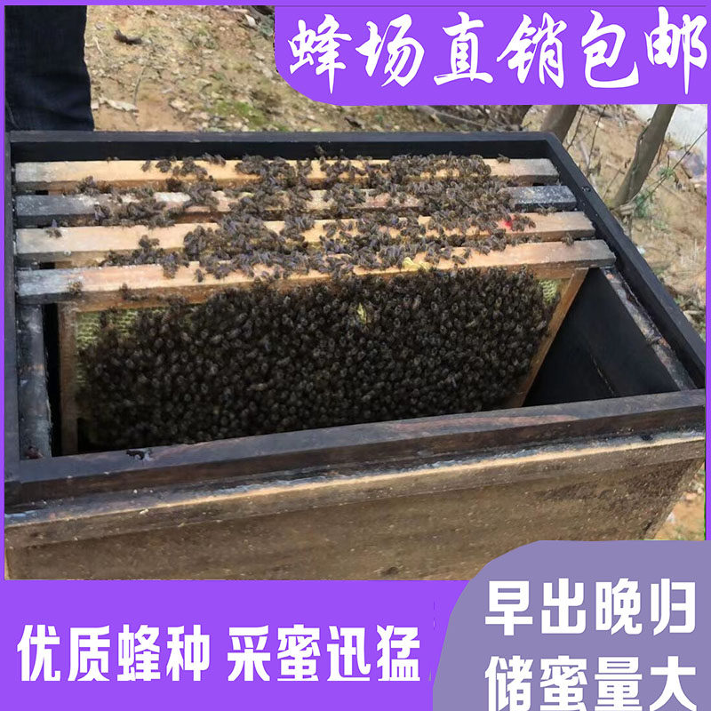蜜蜂中蜂蜂群中蜂中华蜂养殖带箱带阿坝新开产蜂王带子脾蜜蜂活群