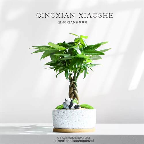 五编发财树小盆栽办公室桌面植物前台辫子招财树绿植室内创意盆景