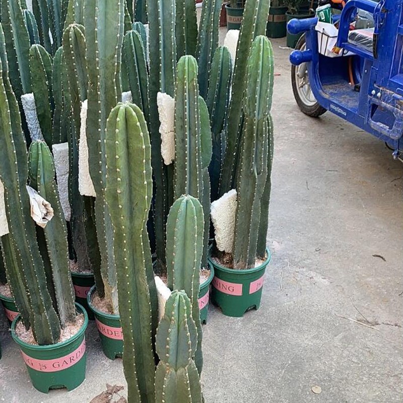 仙人掌量天尺仙人柱多肉植物大绿植老桩中庭院室外客厅办公室盆栽