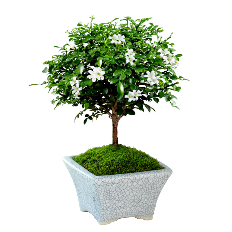 达摩小叶九里香迷你盆栽办公桌绿植桌面摆件室内花卉盆景好养植物