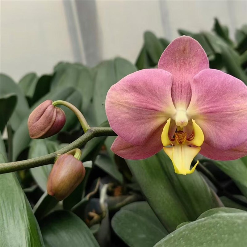 台湾蝴蝶兰花苗冠军彩虹黄色变色龙室内盆栽2.5寸杯植蝴蝶兰