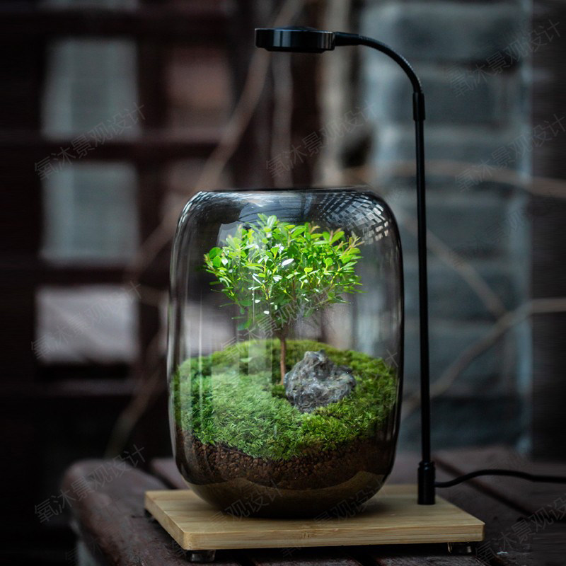 【生命之树】苔藓微景观创意桌面生态缸盆景办公室生态瓶植物盆栽