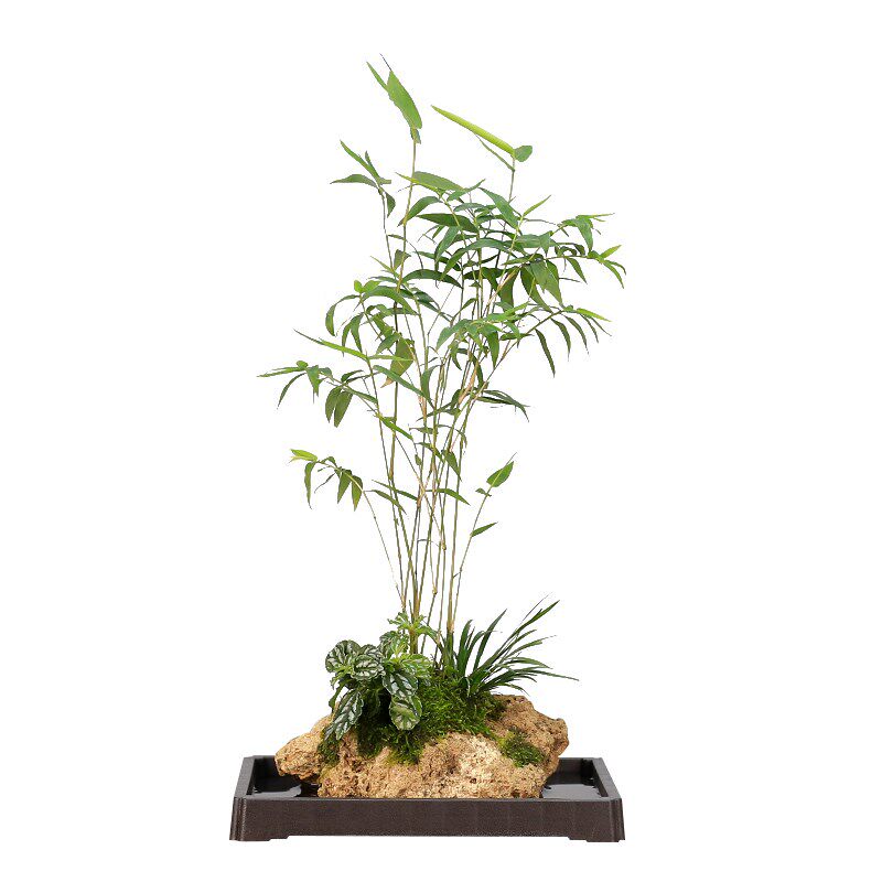 吸水石米竹盆栽上水石附石菖蒲微景观办公室桌面绿植水培植物盆景