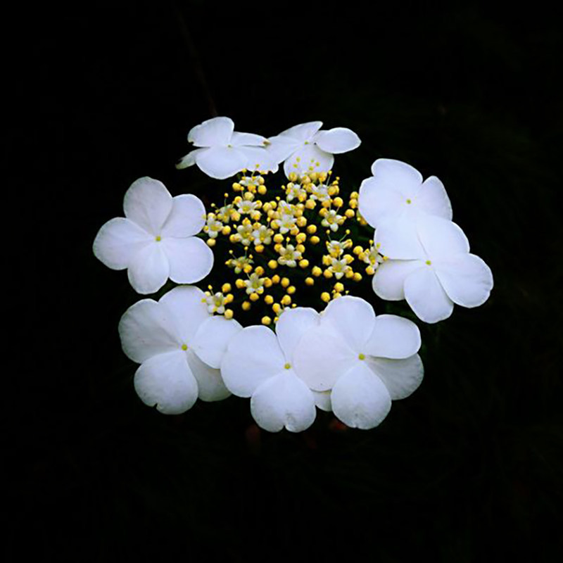琼花树苗庭院花园风景树耐寒耐热荚蒾木绣球聚八仙珍贵扬州琼花苗