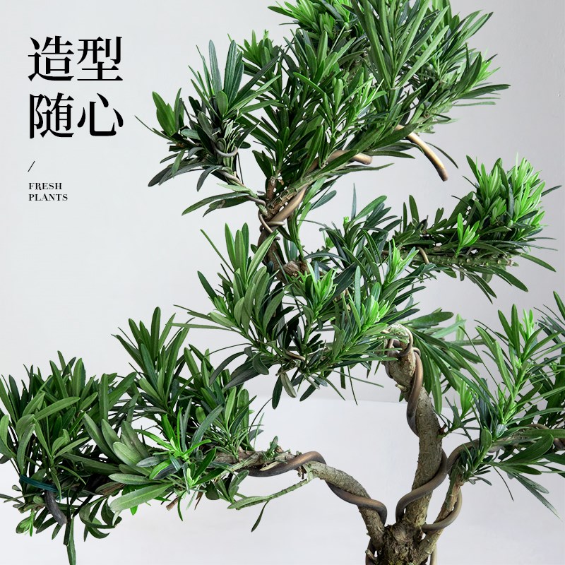 造型罗汉松盆栽客厅桌面玄关植物迎客松绿植装饰美观四季好养盆景