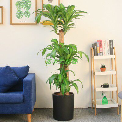 深圳巴西木植物盆栽花卉室内办公室客厅大型绿植净化空气吸甲醛