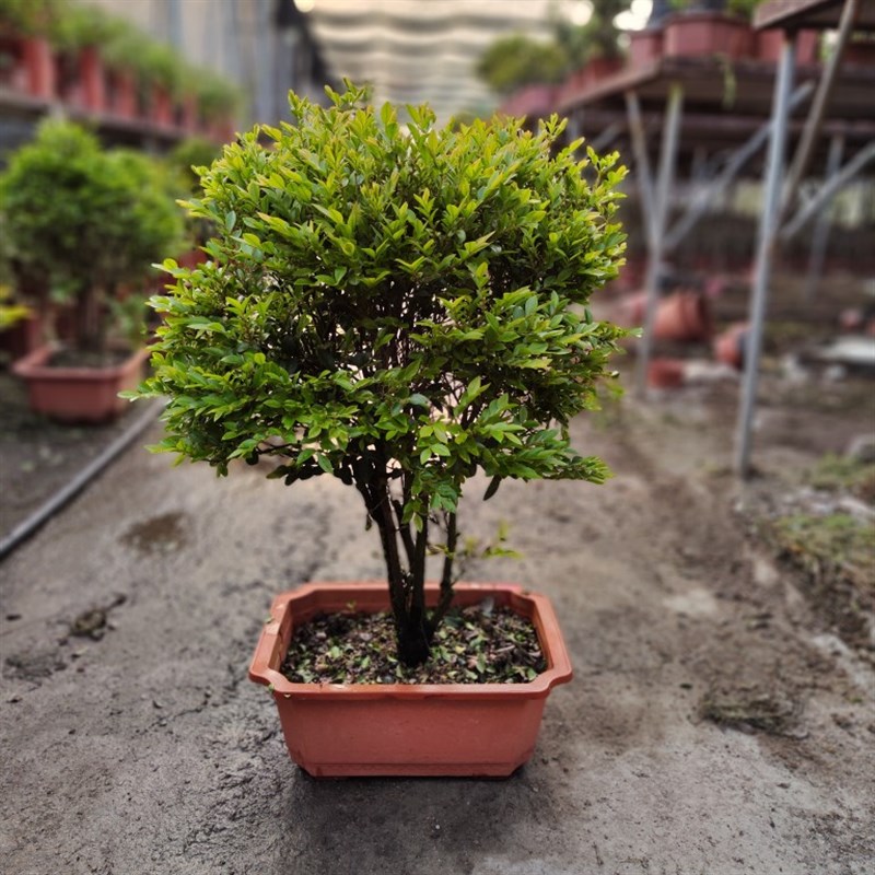 老桩名贵小叶紫檀造型盆景黑骨茶盆栽室内室外绿植四季好养活常青