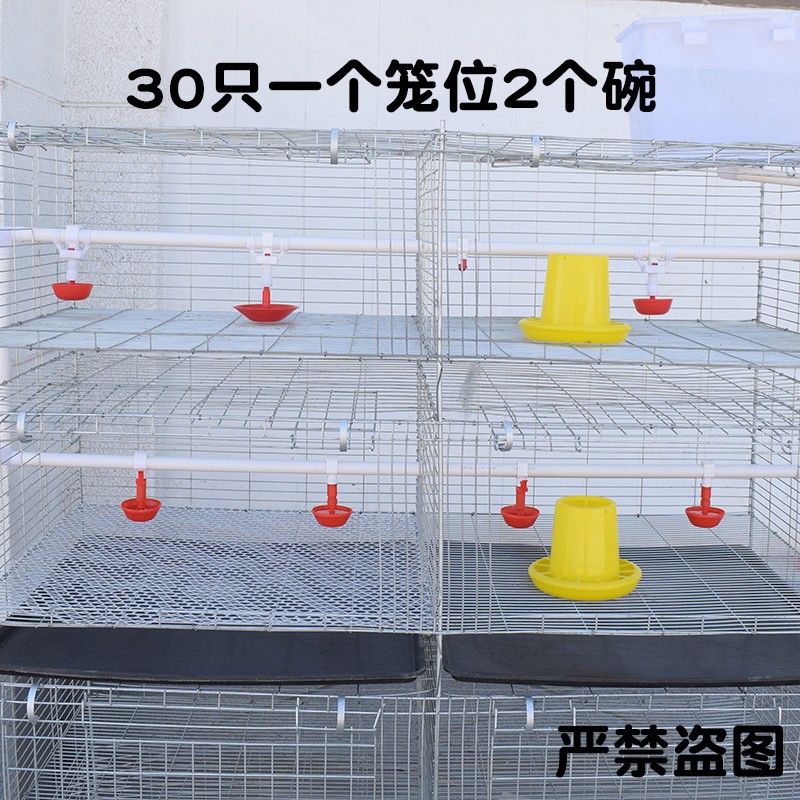 养小鹅鸭子育雏自动饮水器喂水器育雏水碗鸡用挂式全自动喂鸡鹅水
