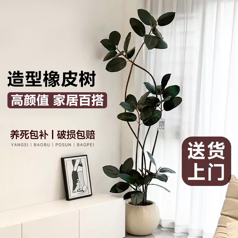 黑金刚造型橡皮树客厅大型盆栽办公室内真绿植四季好养吸甲醛盆景