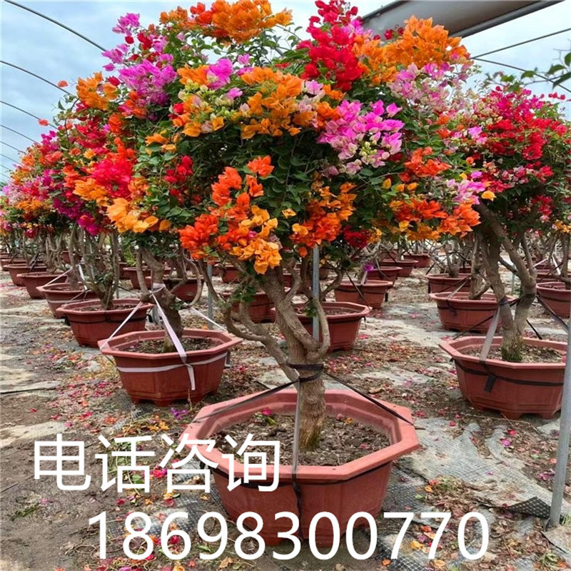 多色三角梅盆景大型三角梅造型树勒杜鹃盆栽叶子花四季开花三角梅