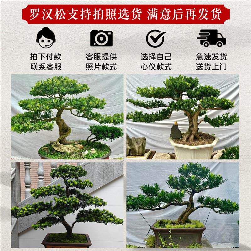 罗汉松盆景飘枝造型老桩室内大盆客厅绿植四季好养盆栽大型迎客松