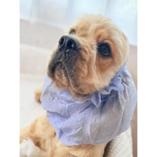 【夏季新品】卡卡网耳罩宠物美卡头套狗食防脏头套耳朵通风