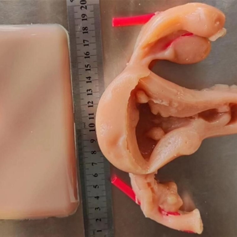 妇产科宫腔腹腔镜剪切缝合剥离模拟训练练习3D硅胶仿生模块模型