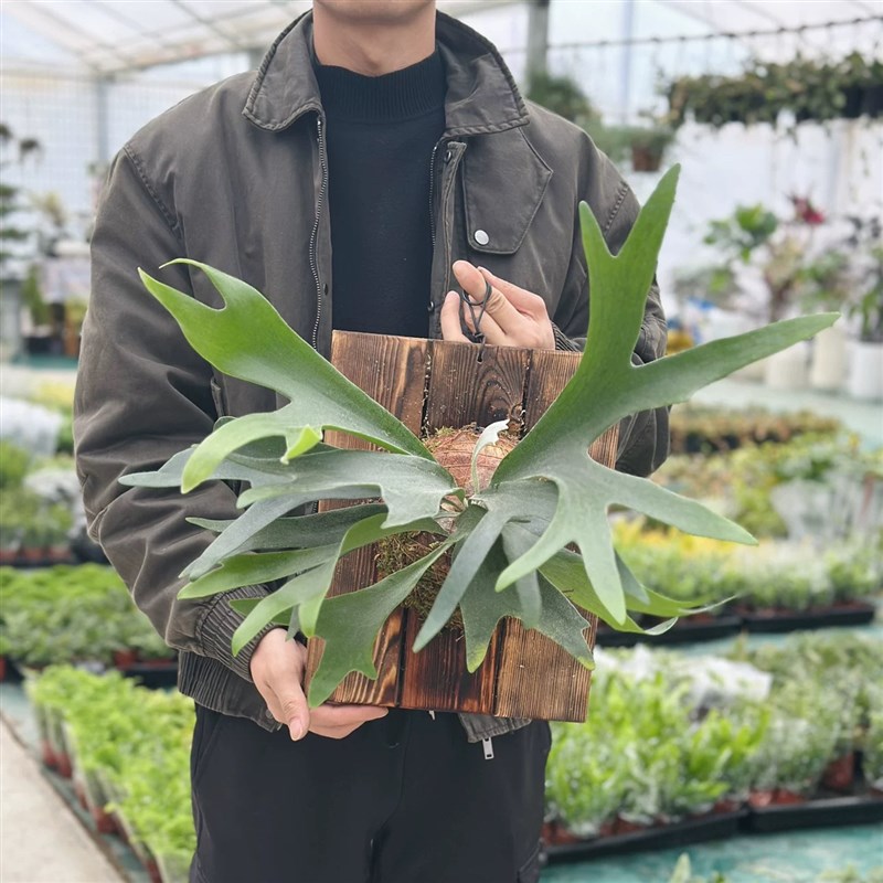 香槟木鹿角蕨挂板定植板二歧挂墙绿植室内客厅垂吊悬挂蕨类植物
