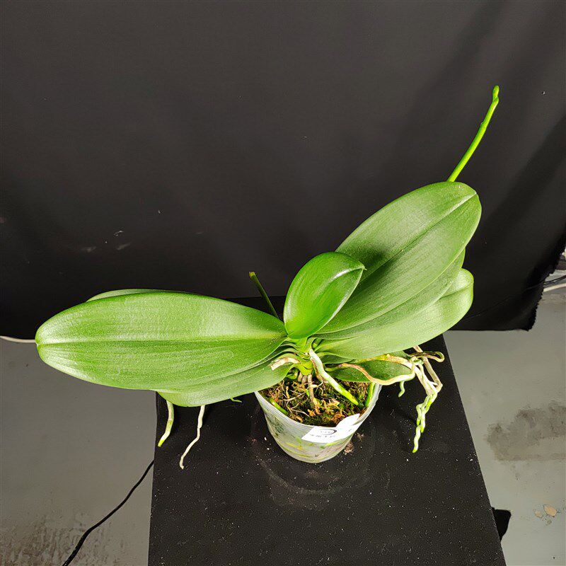 【零度生物】七仙女原生蝴蝶兰浓香型续花兰花盆栽兰花苗新手好养